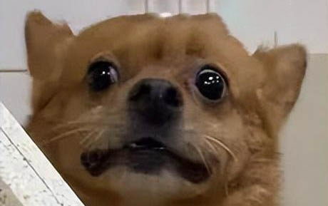 狗狗攻擊主人怎么處理