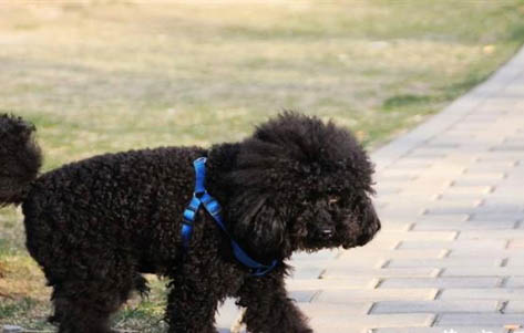 泰迪犬為什么要斷尾呢