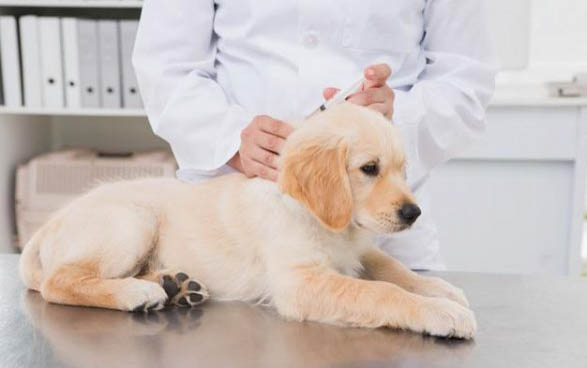 幼犬狗糧沒泡軟吃了會怎么樣嗎