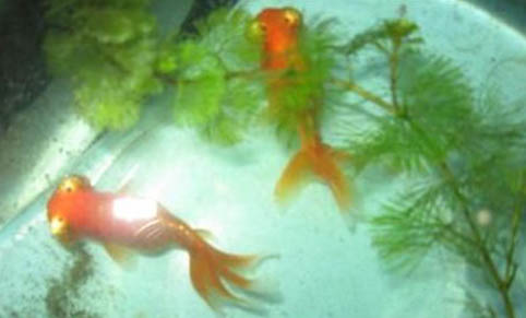 小金魚吃蝌蚪嗎