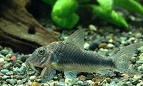 nowfoods魚油貓一周吃幾次