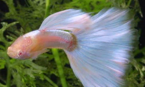 孔雀魚多久喂一次