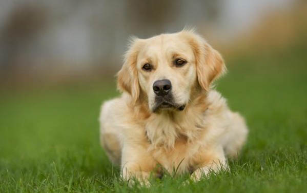 金毛犬不能吃哪些東西
