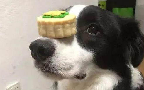 狗丟了怎么辦