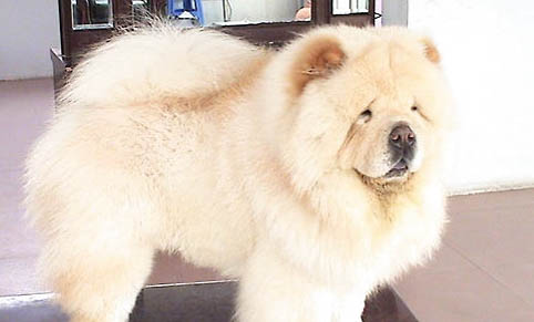 松獅犬和哈士奇哪個好養