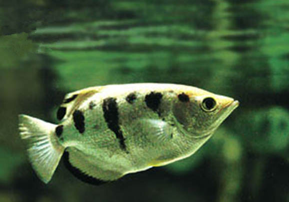 冬天釣草魚用什么餌料