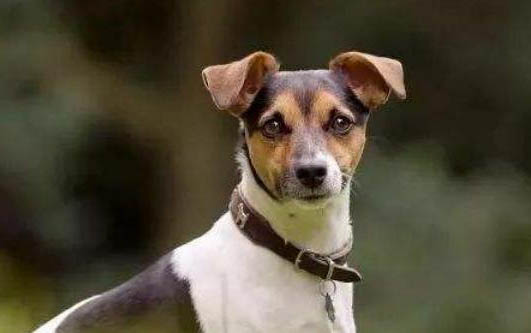 犬瘟潛伏期多久