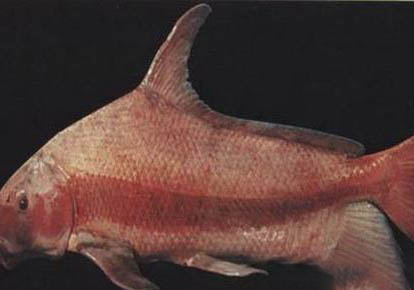 胭脂魚吃魚屎嗎