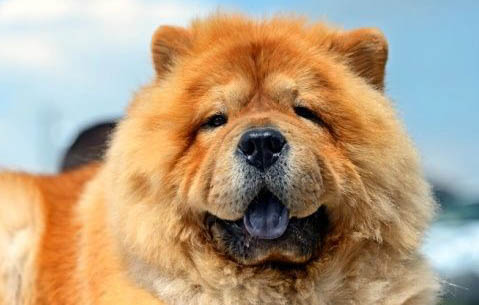 松獅犬為什么禁養(yǎng)？