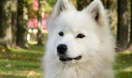 秋田犬多久成年