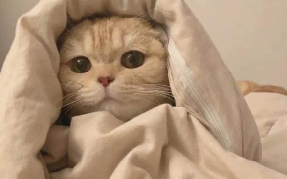 小貓屁股紅腫是如何造成的