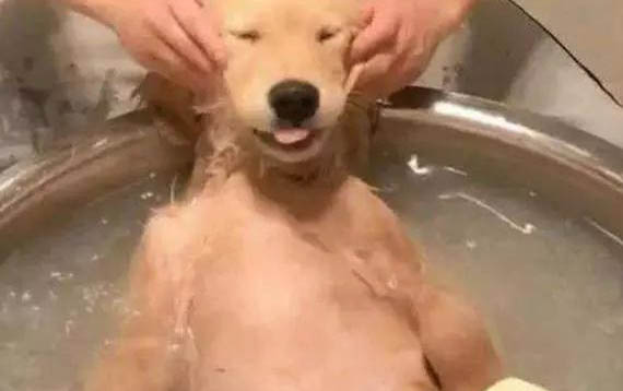 怎么給狗狗做美容護(hù)理