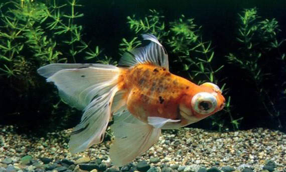 金魚浮頭是什么原因?