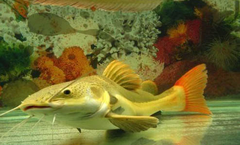 鯰魚不吃東西可以餓多久