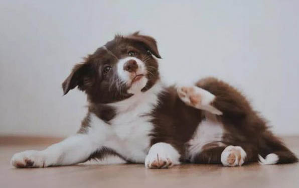 小狗吐血拉血怎么治療