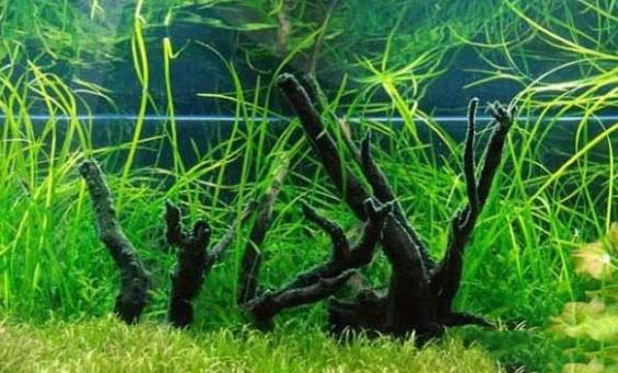 河水可以養(yǎng)魚嗎