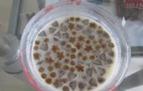 狗糧專家麥頓天然糧教你怎么喂養拉布拉多