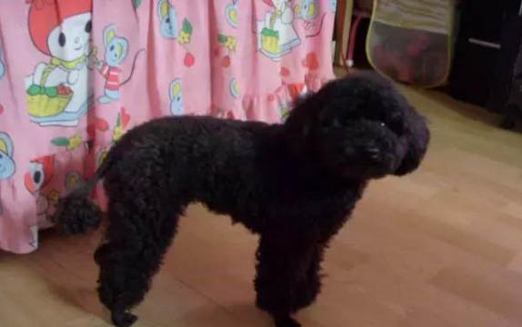 泰迪犬美容剪毛的教程