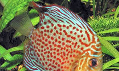 招財魚和龍魚能混養嗎