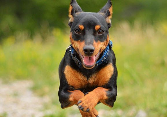 艾分杜賓犬一般能活多久