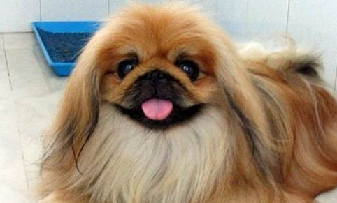 北京犬不愛吃東西的原因及處理方法