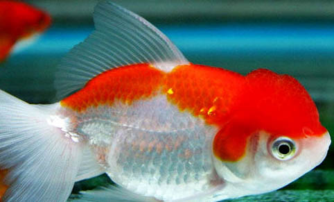 給魚增氧有哪些好處