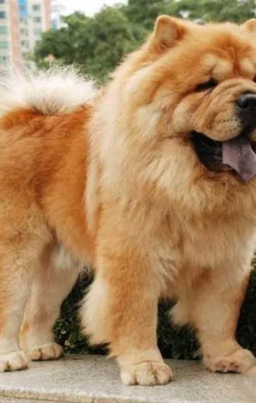 松獅犬慢性支氣管炎癥狀