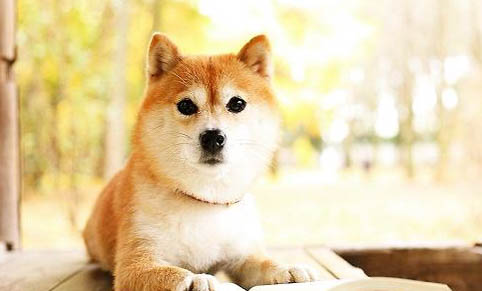 柴犬成年體重是多少斤？