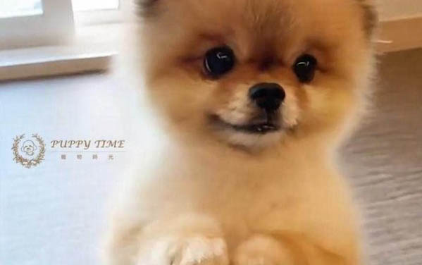 狗狗應(yīng)該吃些什么好
