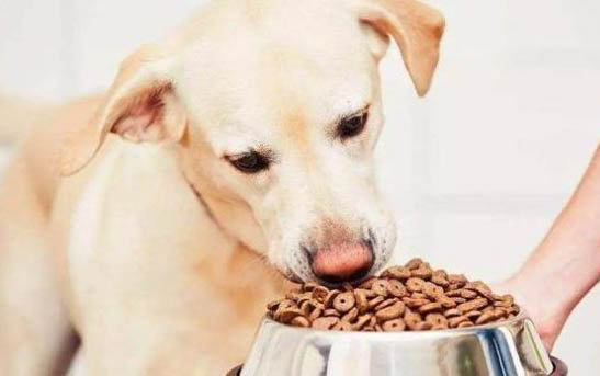 狗一直眨眼睛睜不開眼