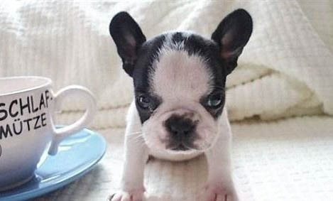 八哥犬吃什么?