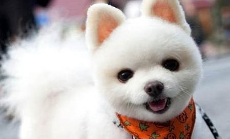 博美幼犬上廁所需要怎么訓練