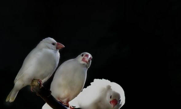 白文鳥為什么一直叫?