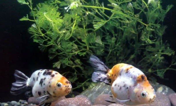 熊貓鼠魚死亡原因