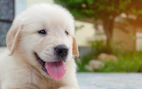 金毛犬什么時候訓練比較好