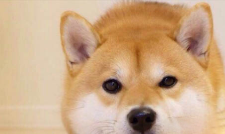 柴犬聽話嗎