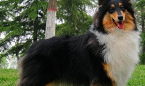 中亞牧羊犬和高加索犬哪個厲害