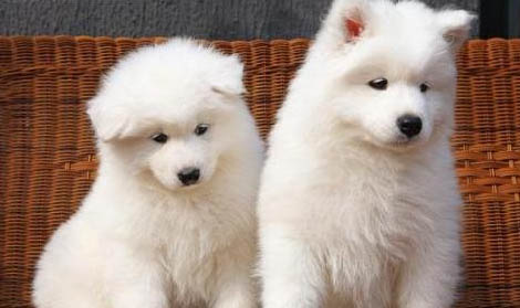 狗吃犬心保需要空腹嗎