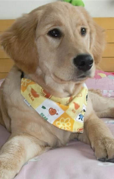 金毛犬怎么看純不純