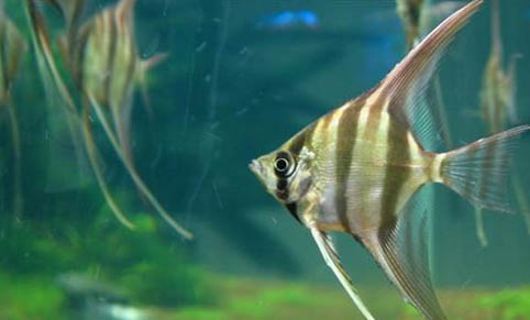 米奇魚生小魚前兆?