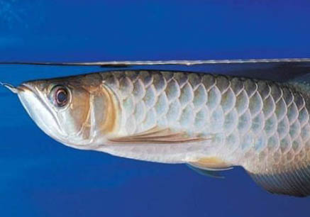 白云金絲魚和青鳉魚哪個(gè)好養(yǎng)