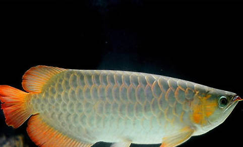 秋季陰雨天釣魚深水還是淺水
