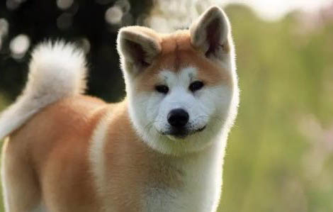 日本秋田犬狗糧怎么喂養(yǎng)的