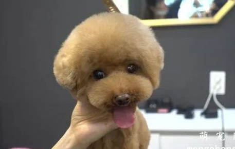 貴賓犬多少錢一只