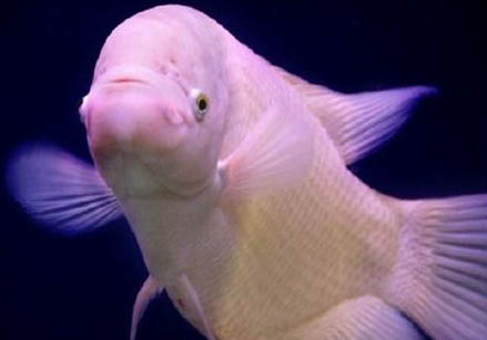 招財魚容易繁殖嗎