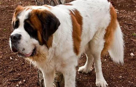 布列塔尼犬來月經怎么處理方法
