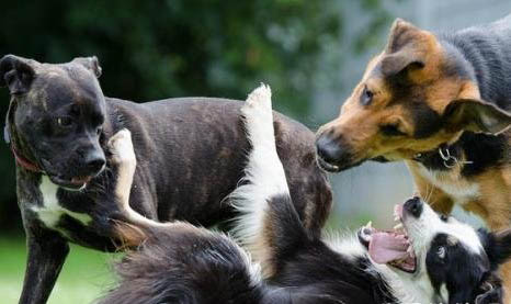 狗狗感染犬瘟初期會吧唧嘴嗎怎么辦