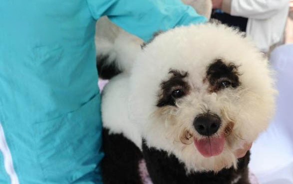 比熊犬冠狀病毒愈后注意事項(xiàng)