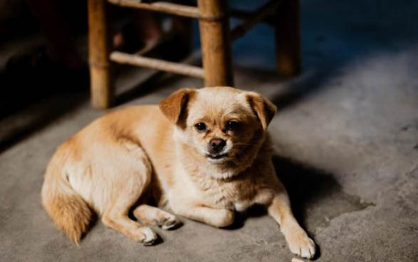 狗狗心臟肥大如何進行保養?