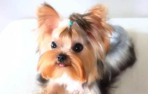 狗狗胰腺炎怎么辦?